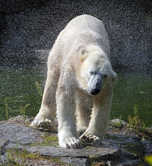 Polar Bear Twin Bedding Polar Bear Twin Bedding